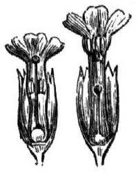 424. Dimorphismus.